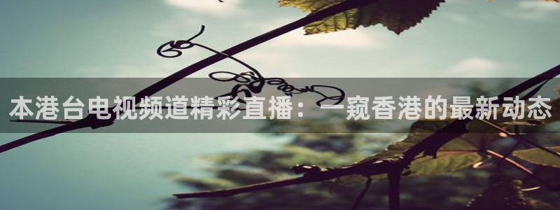 五星体育今天直播节目表：本港台电视频道精彩直播：一窥香港的最新动态